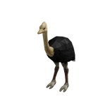 Ostrich