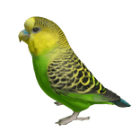 Parakeet Left Shoulder Pet