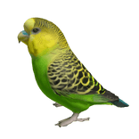 Parakeet Right Shoulder Pet