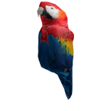 Parrot Body
