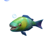 Parrot Fishface