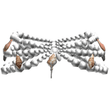 Pearl Waist Chains with Sea Shells