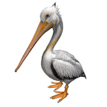 Pelican Left Shoulder Pet 