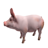 Pig Pet