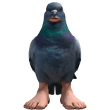 Pigeon Catina Right