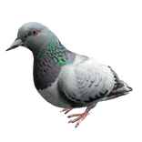 Pigeon Left Shoulder Pet 
