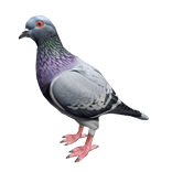 Pigeon on the head