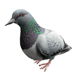 Pigeon Right Shoulder Pet
