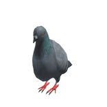Pigeon Shirt