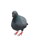 Pigeon Suit