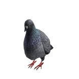 Pigeon Suit