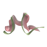 Pink And Green Shawl