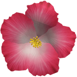 Pink and White Cute Preppy Summer Hibiscus Flower