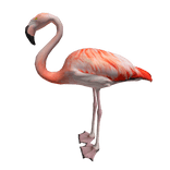 Pink Flamingo Bird Sitting On Head