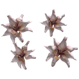 ✅ Pink Flower Aura🌸