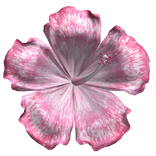 Pink Hibiscus Tropical Summer Flower Preppy