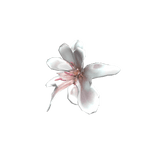 pink lilly 百合花♡