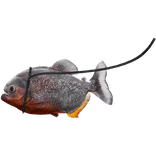 Piranha on a leash