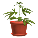 Plant Hat