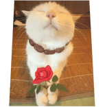 Praying Rose Cat Cape