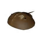 Prehistoric : Horseshoe Crab