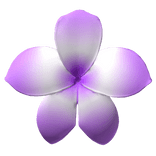 Purple Hibiscus Flower