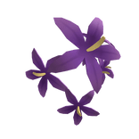 Purple Nightshade Flowers on Shoulder