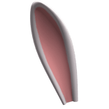 Rabbit Ear (R)