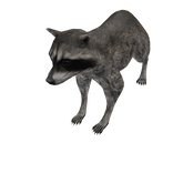 Racoon