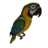 Rainbow Macaw Parrot ( Left Shoulder )