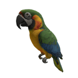 Rainbow Macaw Parrot ( Right Shoulder )