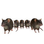 Rat Army 