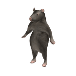 Rat Dancing