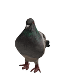 Realistic Pigeon Costume
