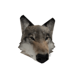 realistic wolf head