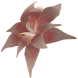 Red Hibiscus Head Flower!