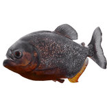 Red Piranha Fish
