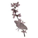 ʚ紫荆 redbud blossom branch & moth on ur hair