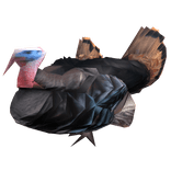 Riding a Turkey Chicken