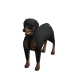 Rottweiler Dog Suit