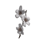  さくら sakura branch in your hair  樱花♡