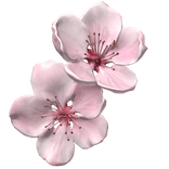  さくら sakura cherry blossom pink flower clip