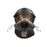 Sea Lion Head