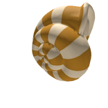 Sea Shell