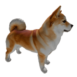 Shiba Inu Dog Pet
