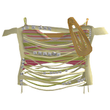 shirt3fuixAccessory