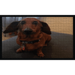 Silly Dog Shoulder Patch