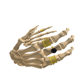 Skeleton Hands