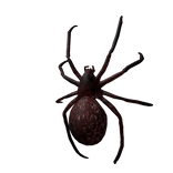 spider