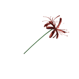 Spider Lily